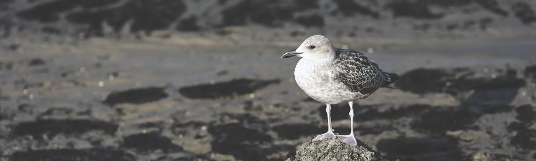 Seagull on rock at the shoreline with water in the background