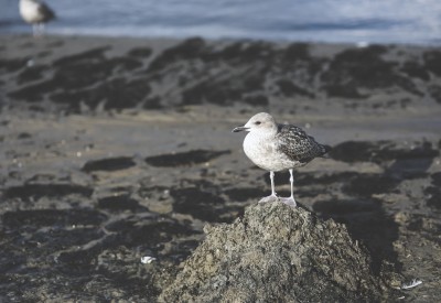 Seagull on rock at the shoreline with water in the background