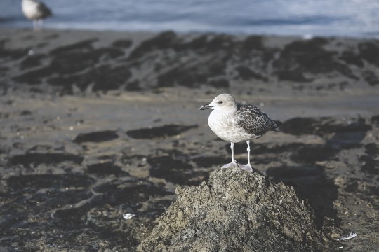 Seagull on rock at the shoreline with water in the background